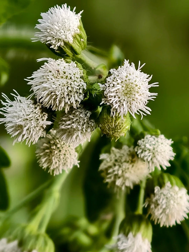 Large-Flowered Ageratum (White)