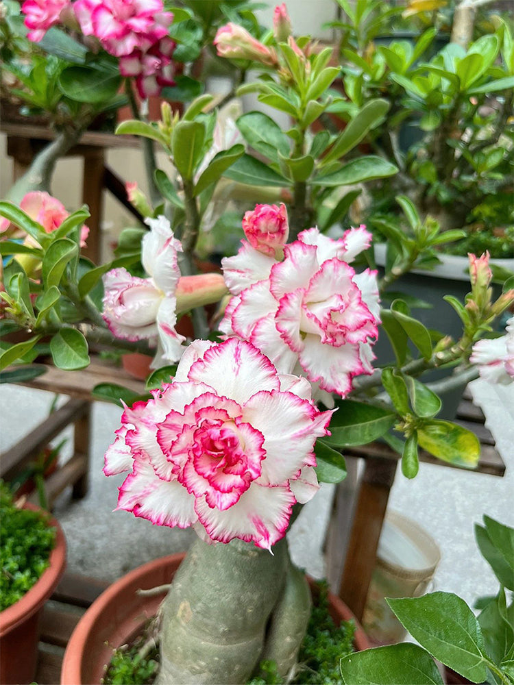 Mixed Color Desert Rose