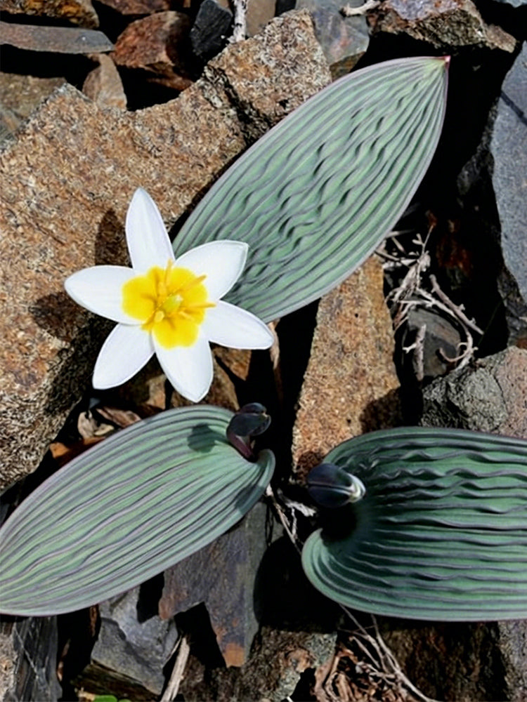 Tulipa regelii