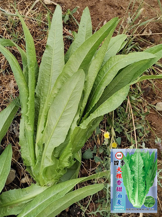 All-Season Youmai Cai