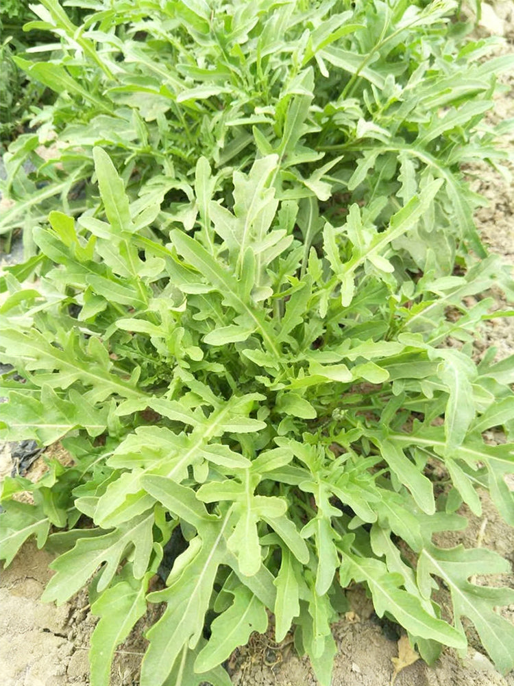 Arugula (Eruca vesicaria)