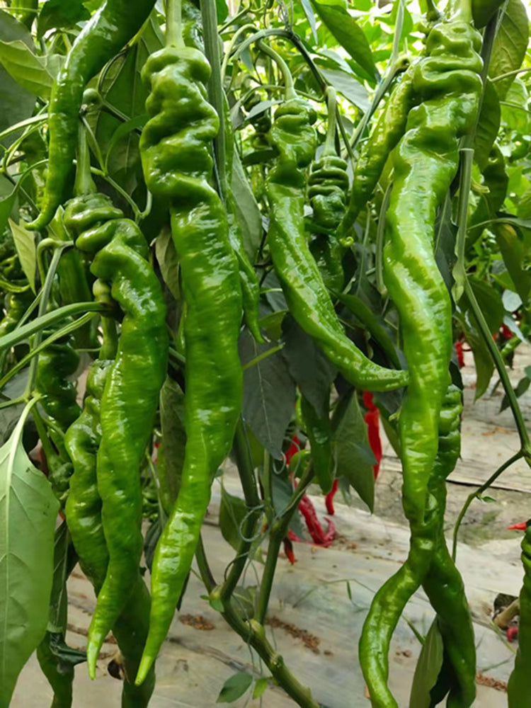Julong 828 Long Pepper