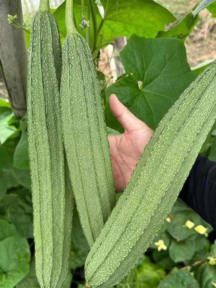 Meiling No.1 Luffa