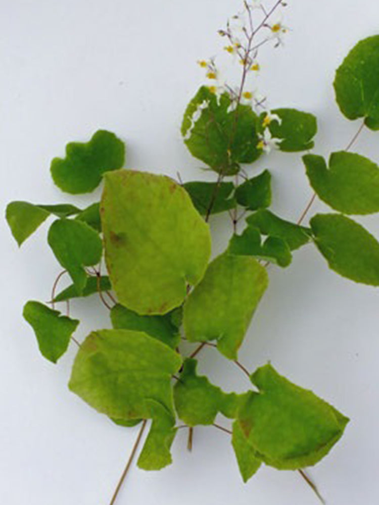 Epimedium Brevicornu, Round Leaf