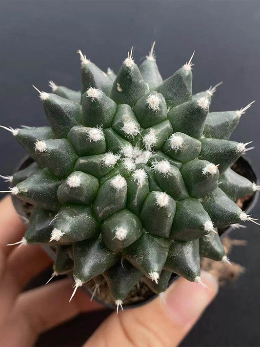 Mammillaria magnimamma 'Toluca'