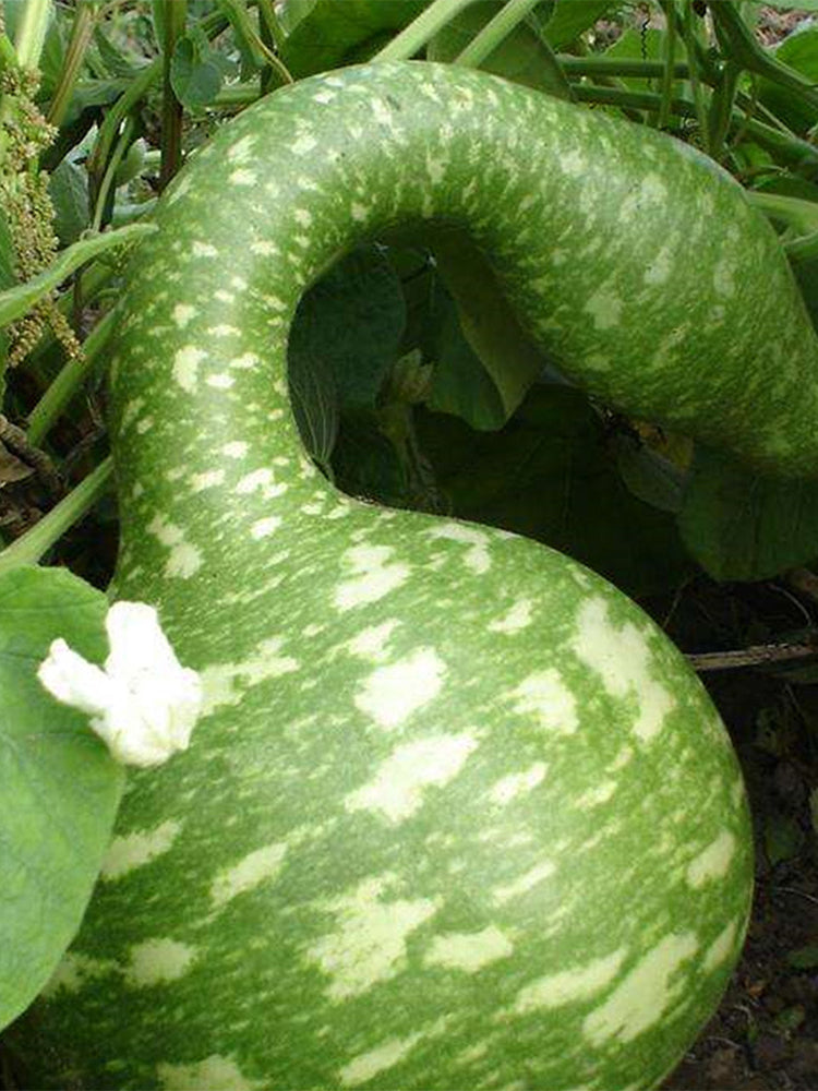 Hezhichun Speckled Swan Gourd