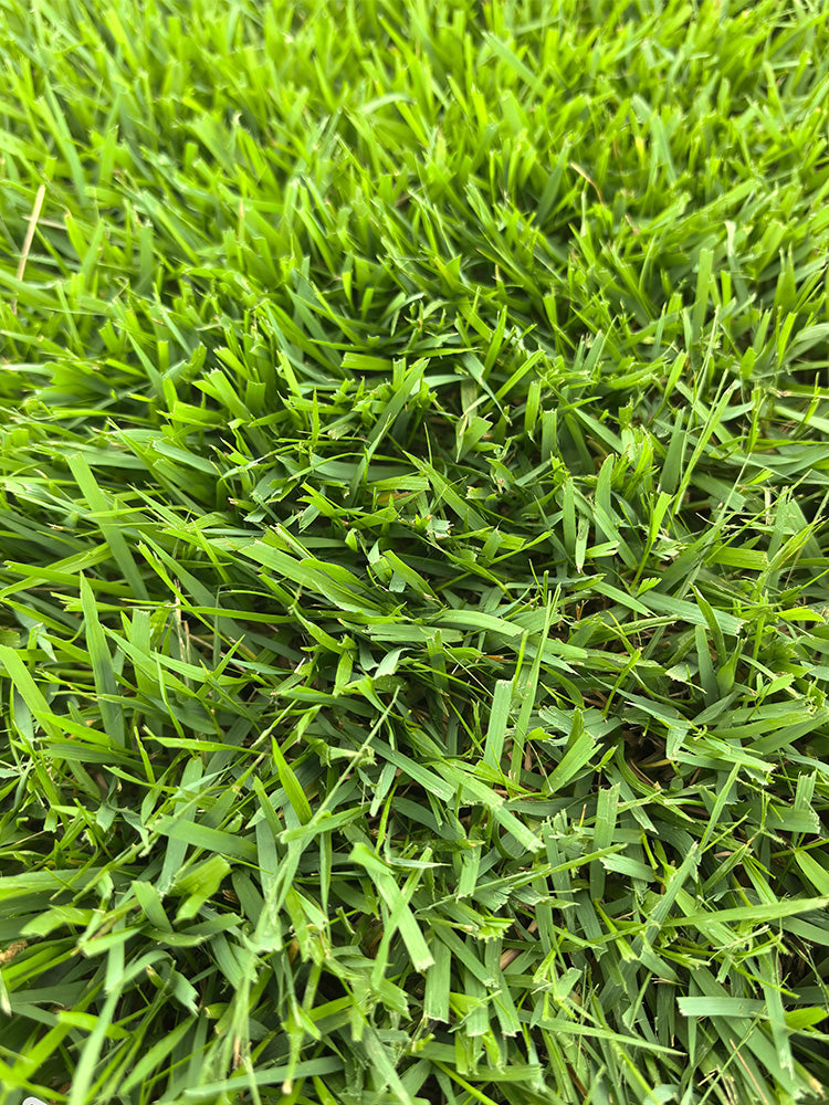 Chinese Zoysia Grass