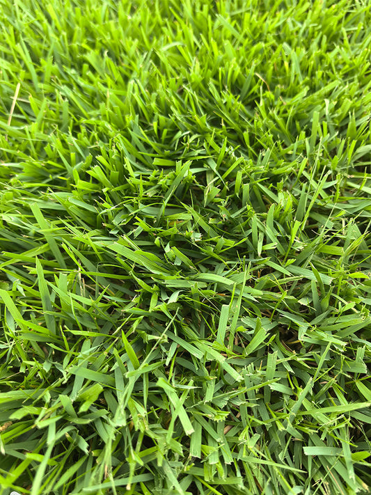 Chinese Zoysia Grass