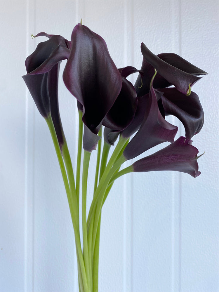 'Black Hero' Calla Lily
