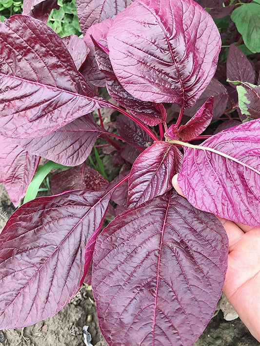 All-Red Round-Leaf Amaranth