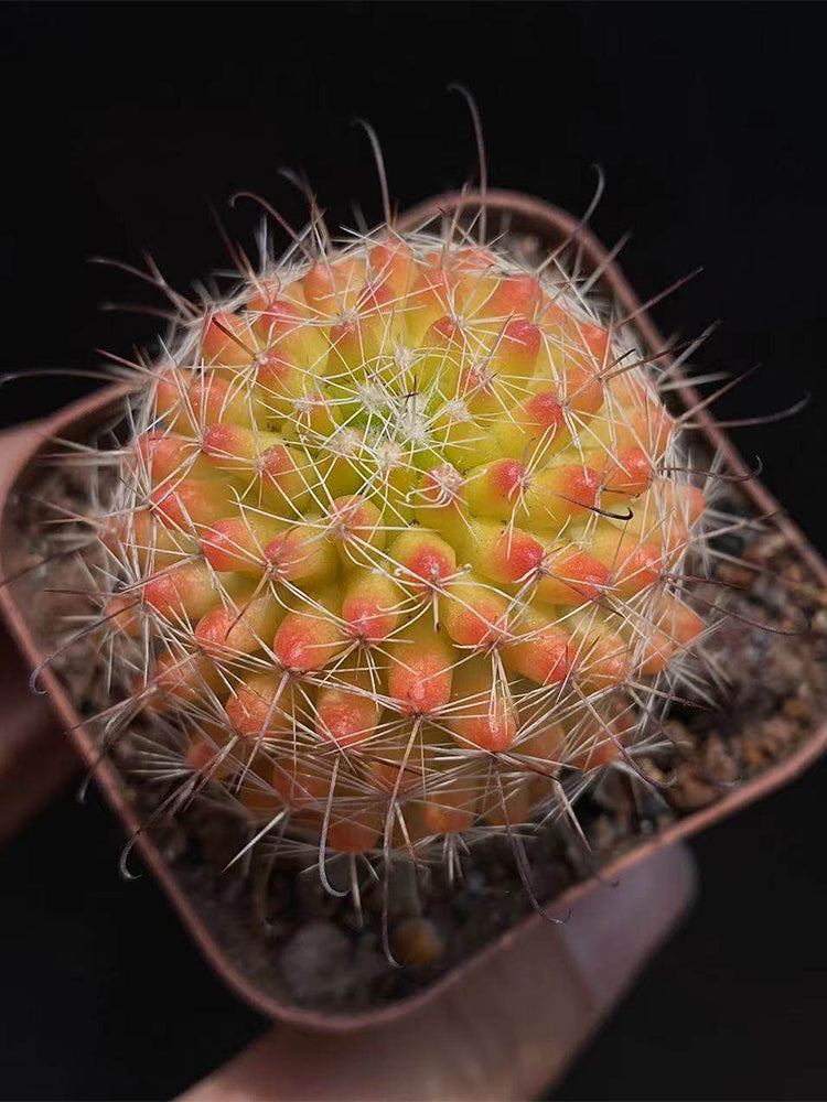 Mammillaria jaliscana f. variegata 'Hongnawan'