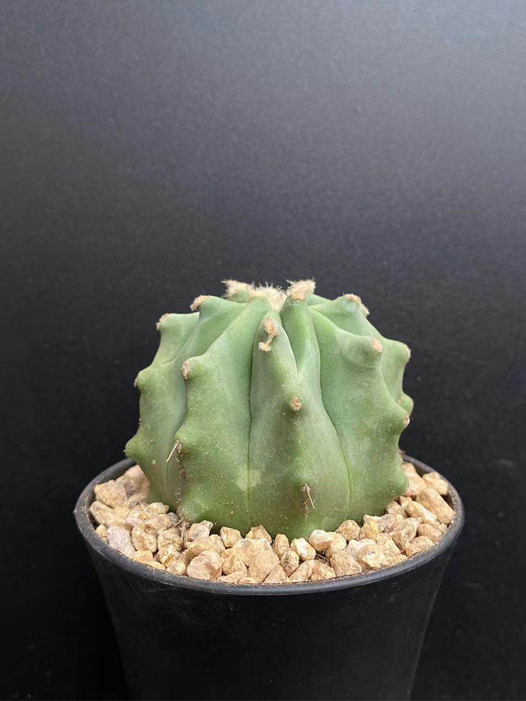 Ferocactus glaucescens f. nuda