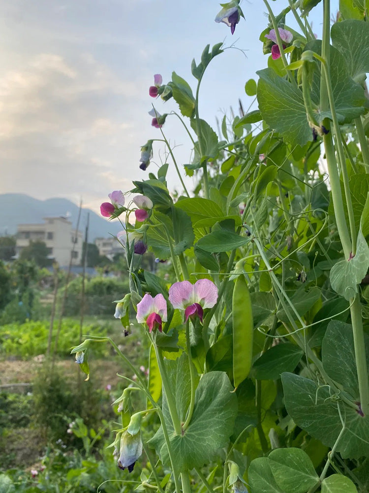 Red Flower Giant Glass Pod Pea