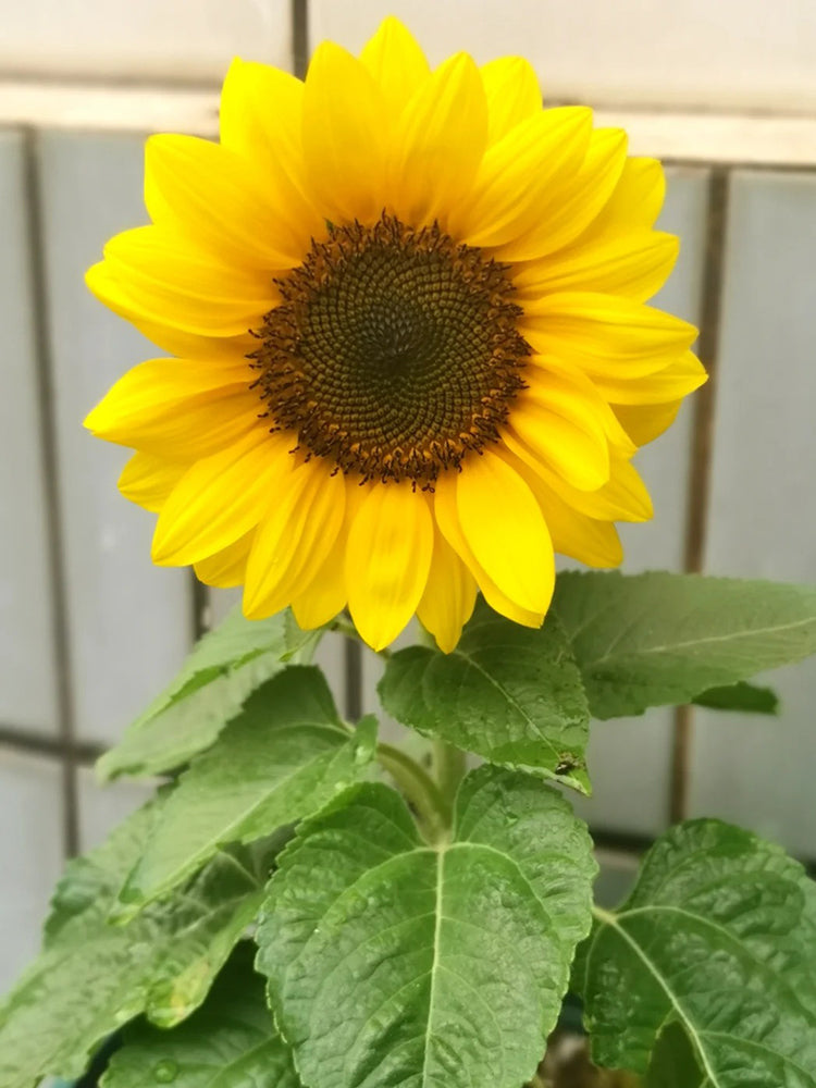Dwarf Potted Sunflower