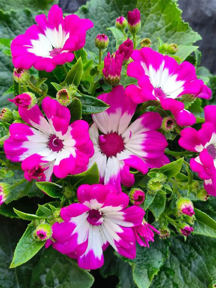 Mixed Colors Large-flowered Cineraria