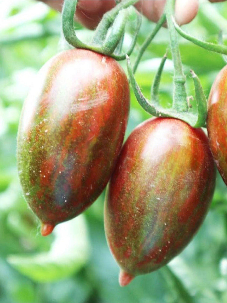 Zixia Tomato