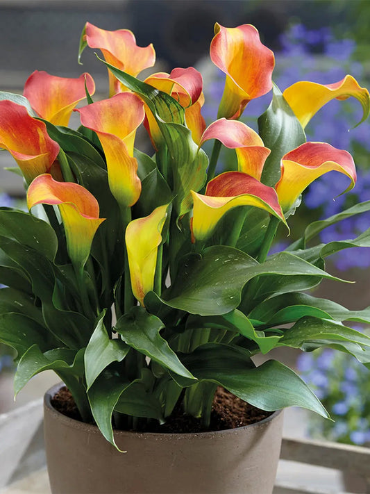 'Rialto' Calla Lily