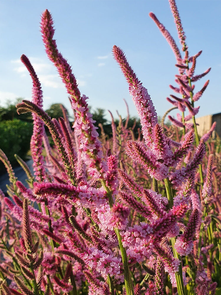 Limonium suworowii 'Pink Pokers'