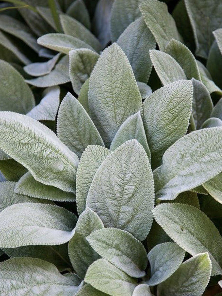 Lamb's Ear