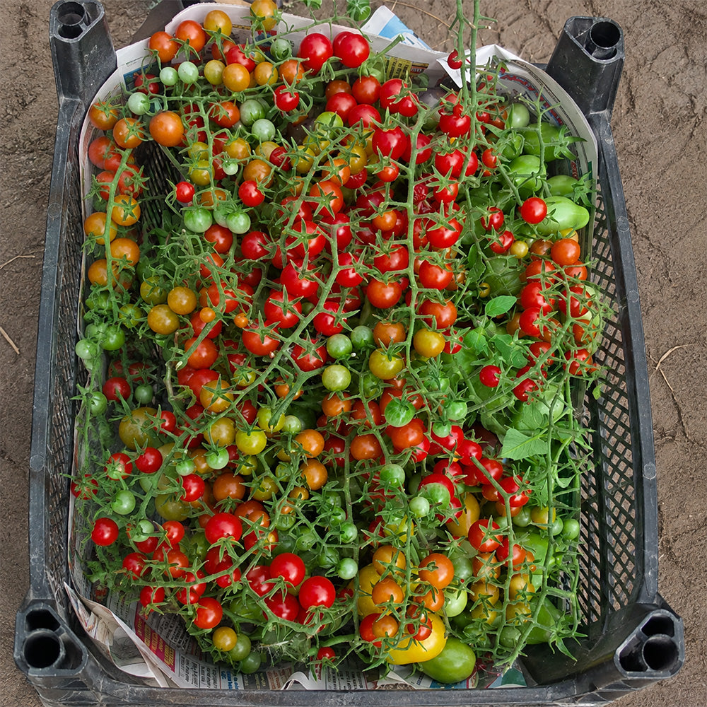 648 Eva Red Berry Tomato