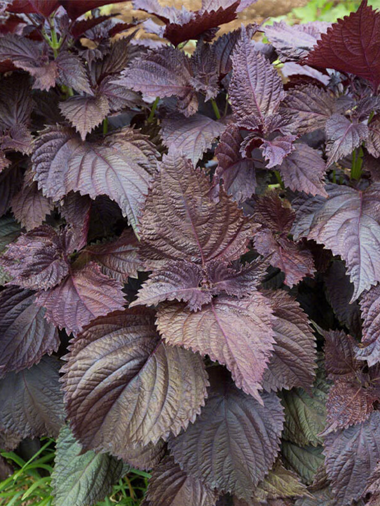 'Zifei' Purple Perilla