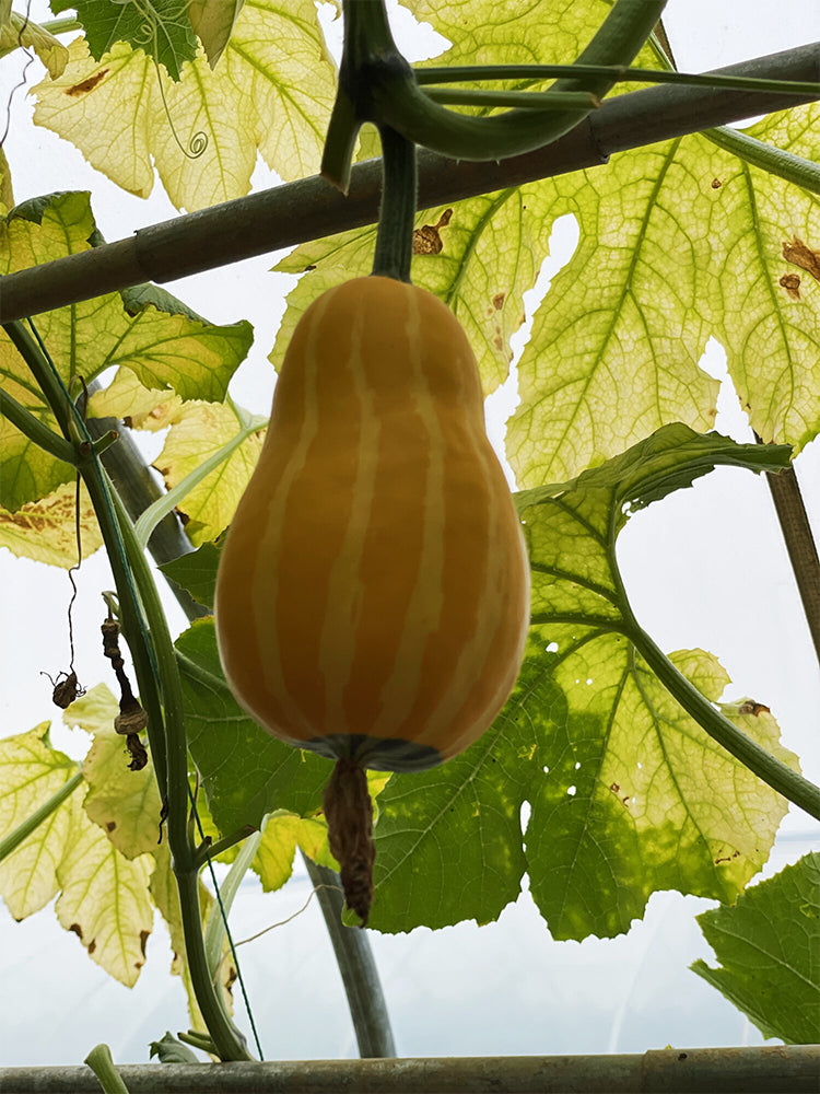 Hezhichun Decorative Pumpkin Seed Mix