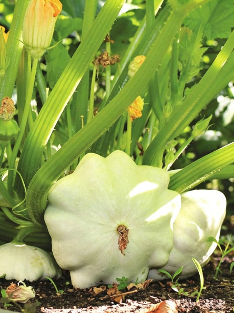 White Flying Saucer Squash