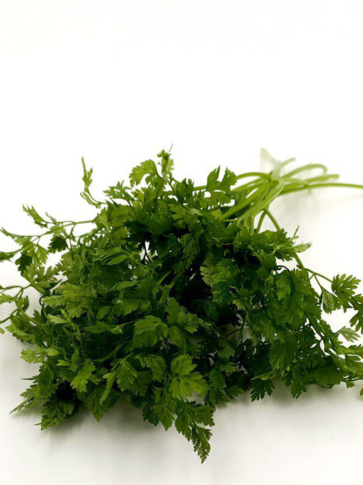 Italian Chervil
