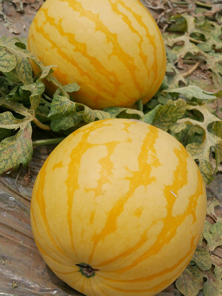 'Jinling 03 Golden' Round Watermelon
