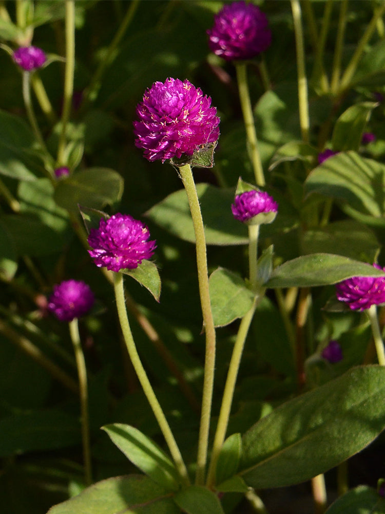 Hezhichun Purple Globe Amaranth