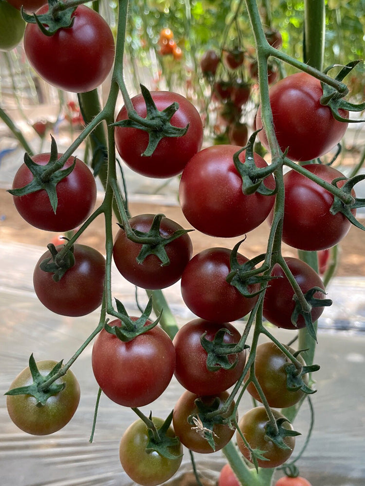 Dream Purple Cherry Tomato