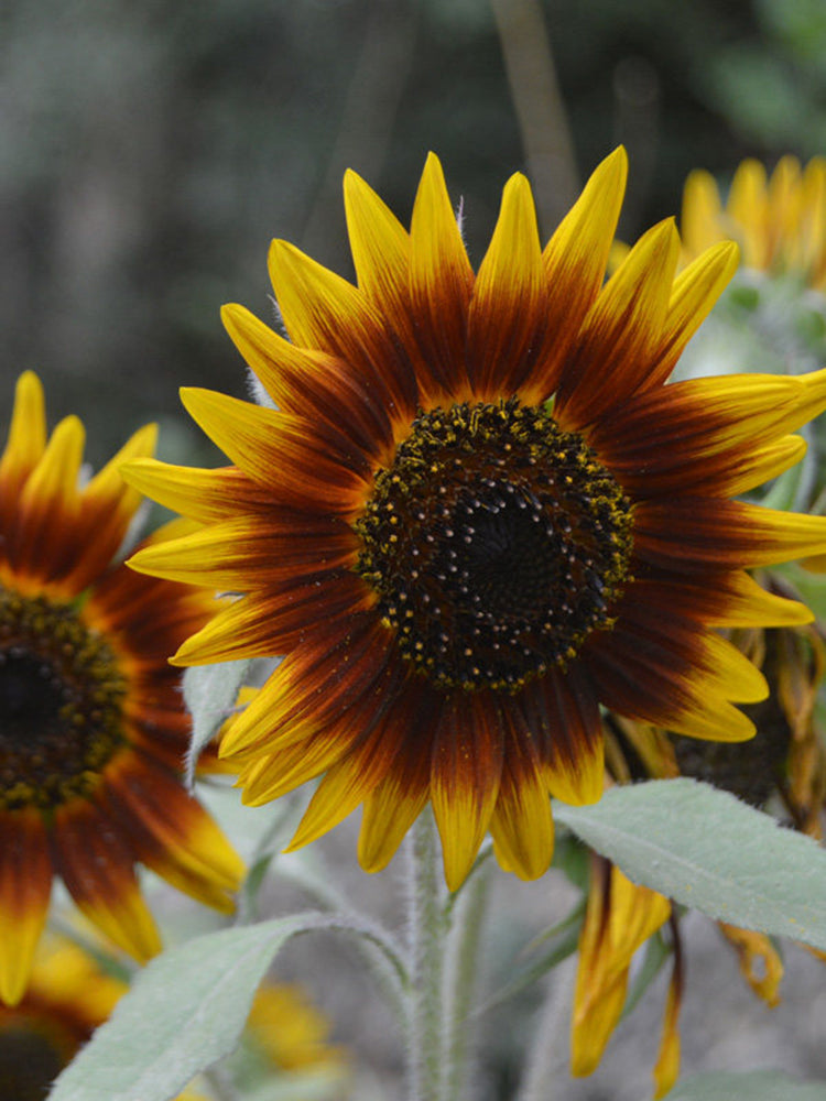'Solar Eclipse' Ornamental Sunflower