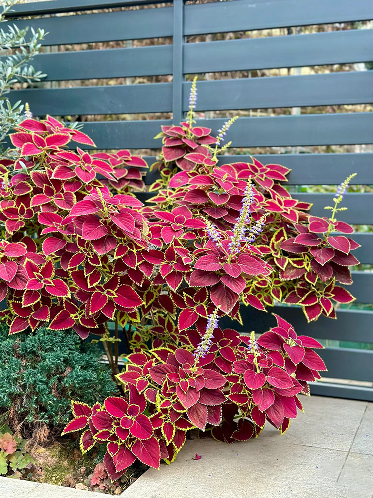 Garden Coleus Mixed