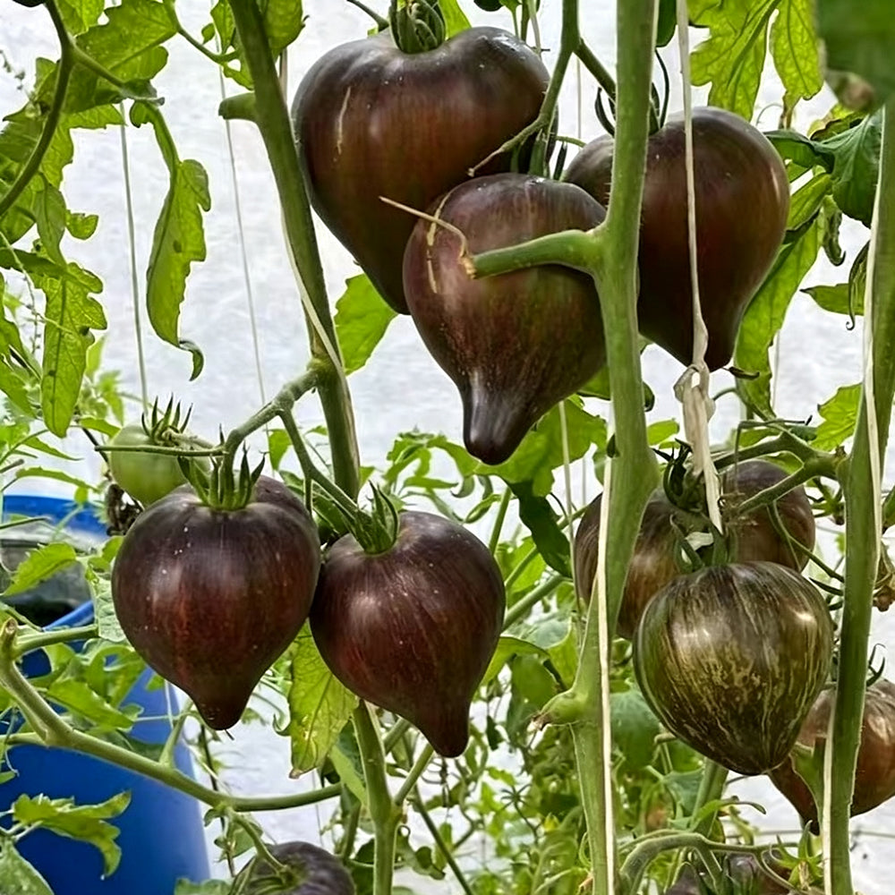 802 Tribute to Victoria F5 Tomato