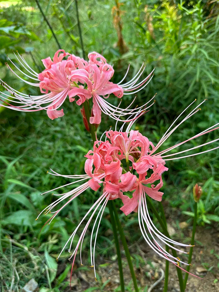 Hubei Pink Lycoris