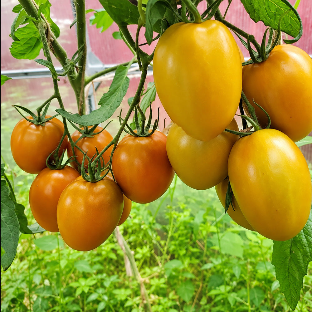 549 Nut Plum F4 Tomato