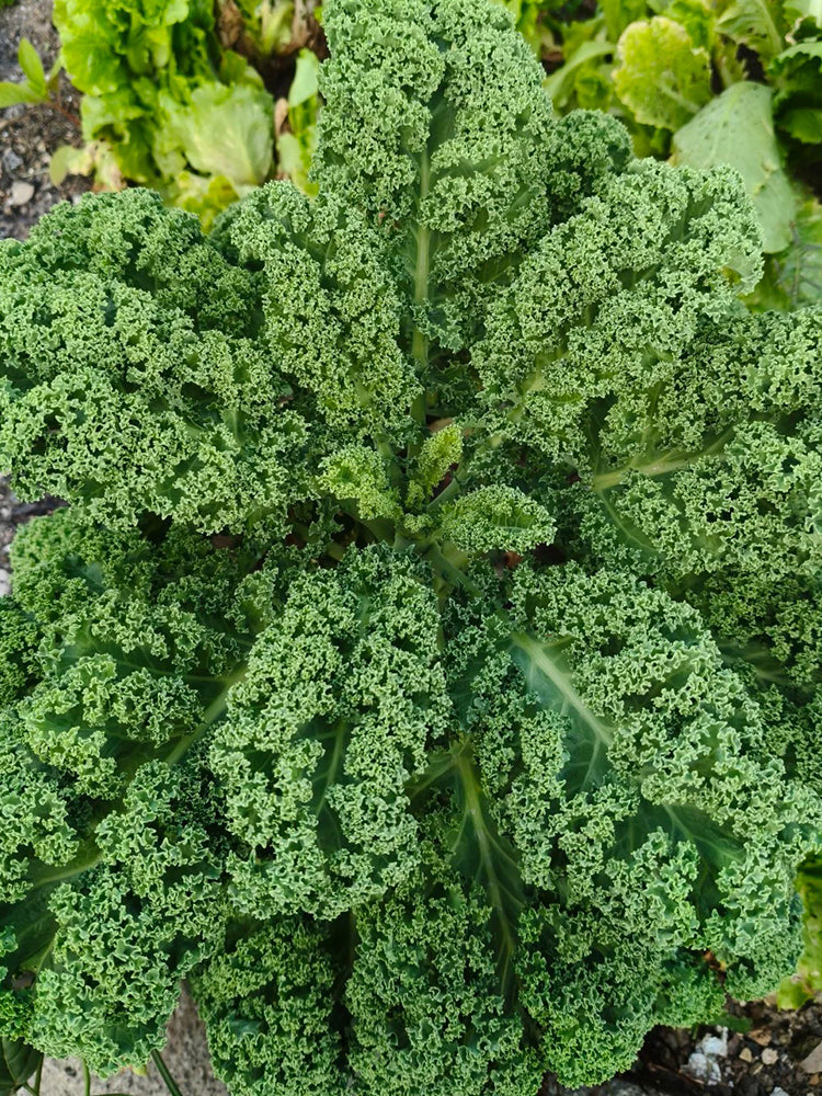 Firenze Kale