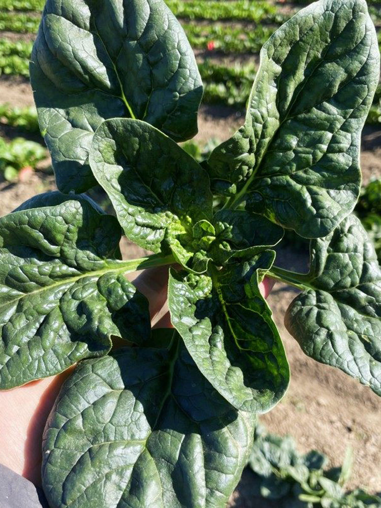 Ground-hugging Spinach