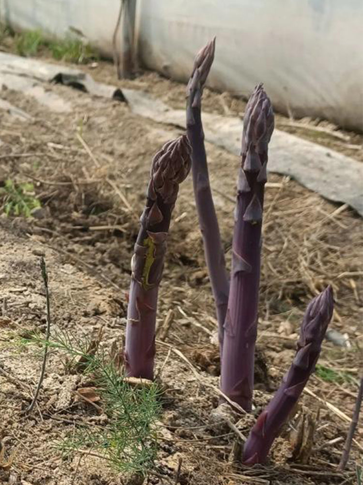Purple Asparagus (Asparagus officinalis)
