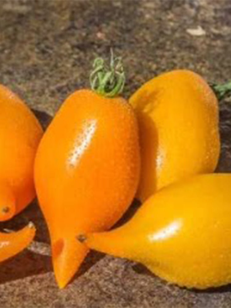 927 Buratino Tomato