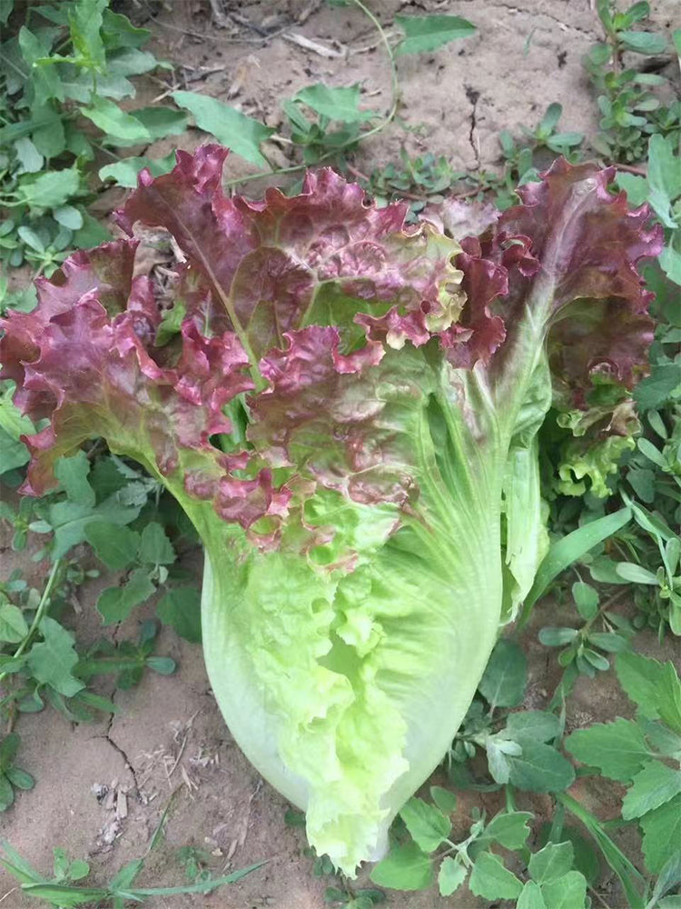 Red Leaf Romaine Lettuce