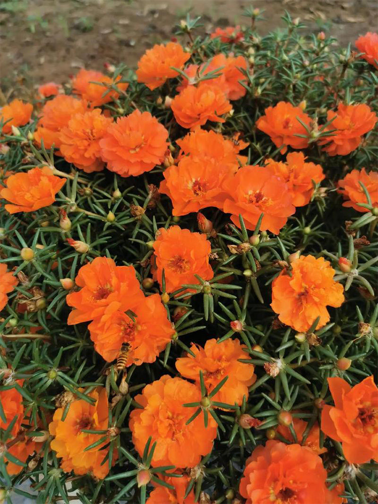 Hezhichun Coral Red Moss-Rose Purslane