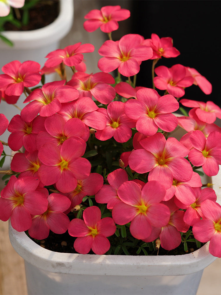 Oxalis 'Sweet Potato Red'