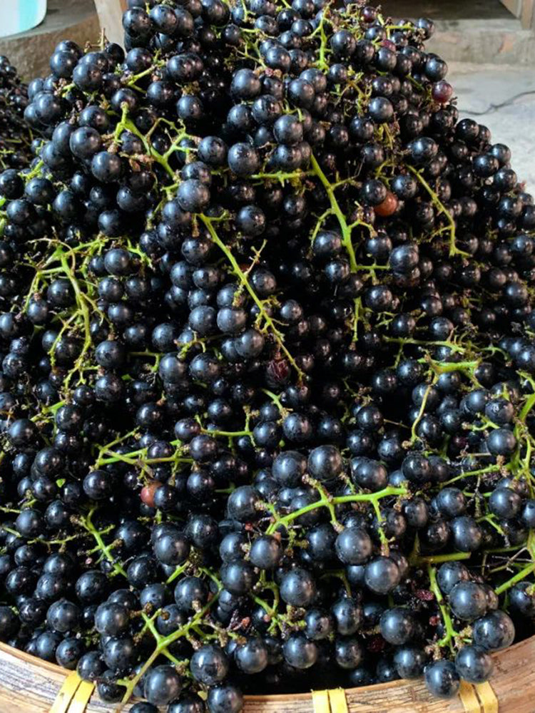 Mountain Grape