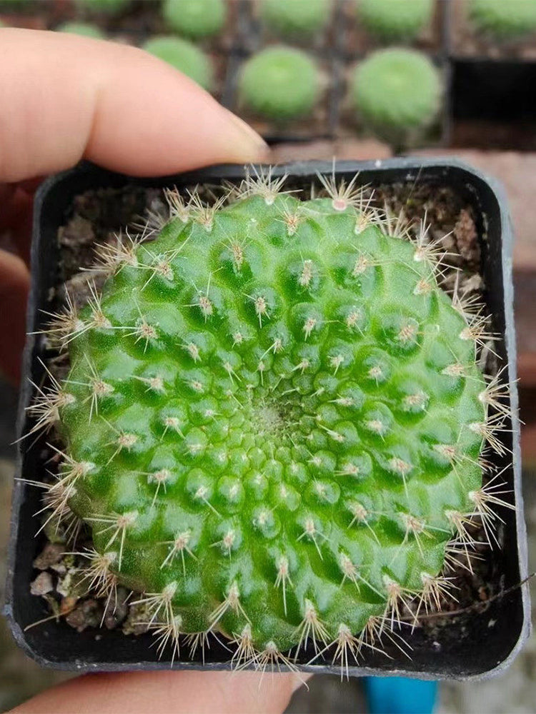Rebutia minuscula