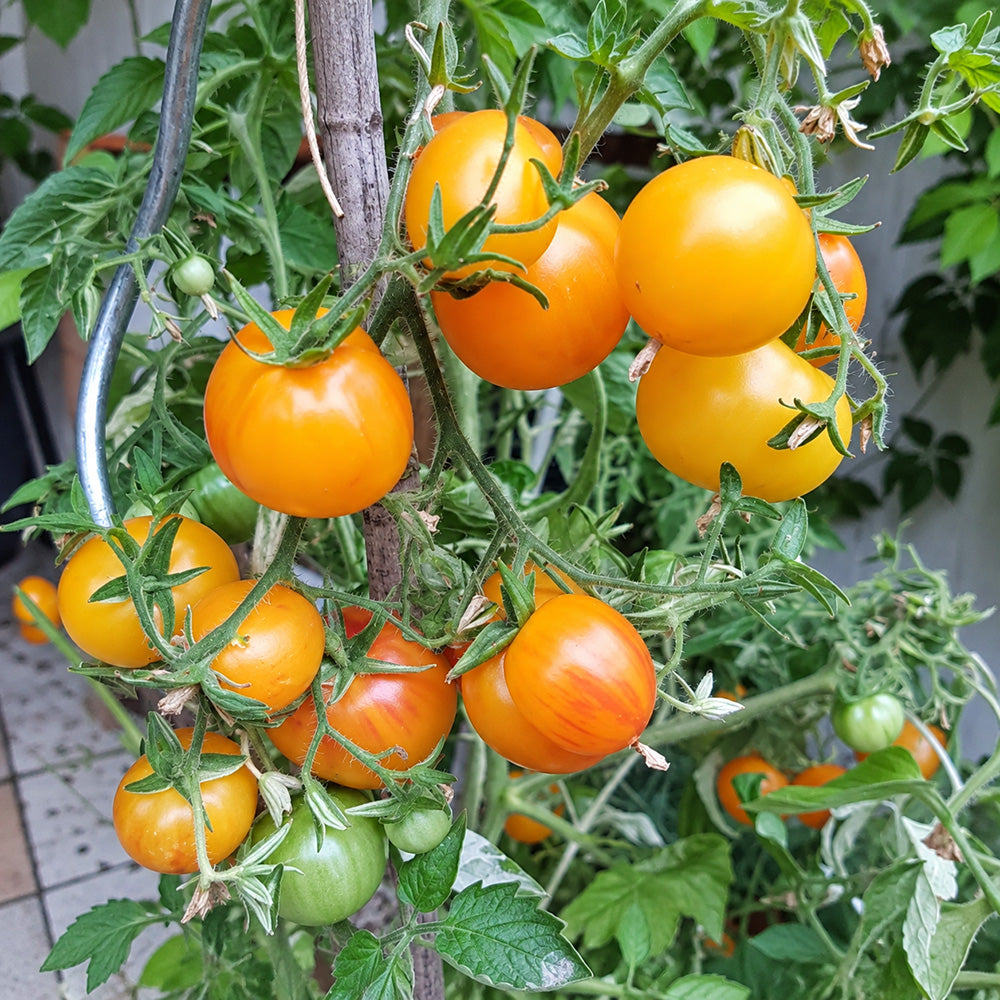 238 Dean Haley's Rainbow Dwarf Tomato