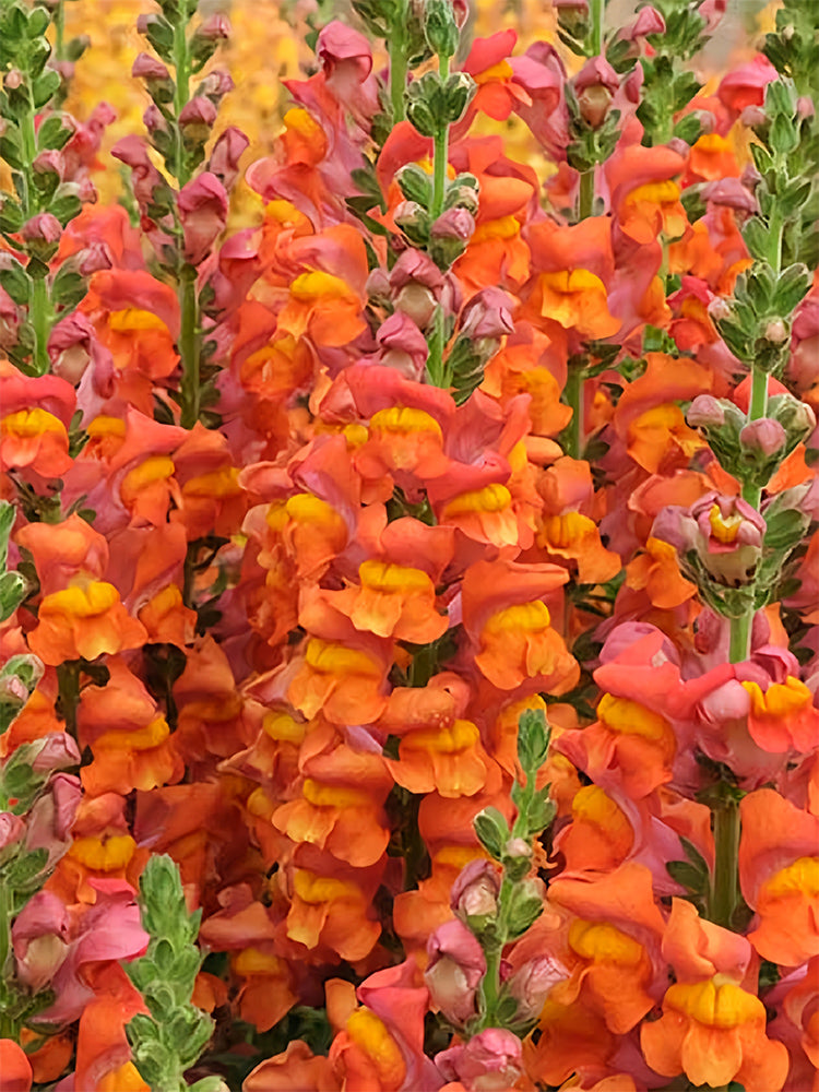Tall Snapdragon, Orange – MUCIAKIE