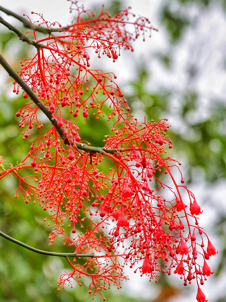 Illawarra Flame Tree
