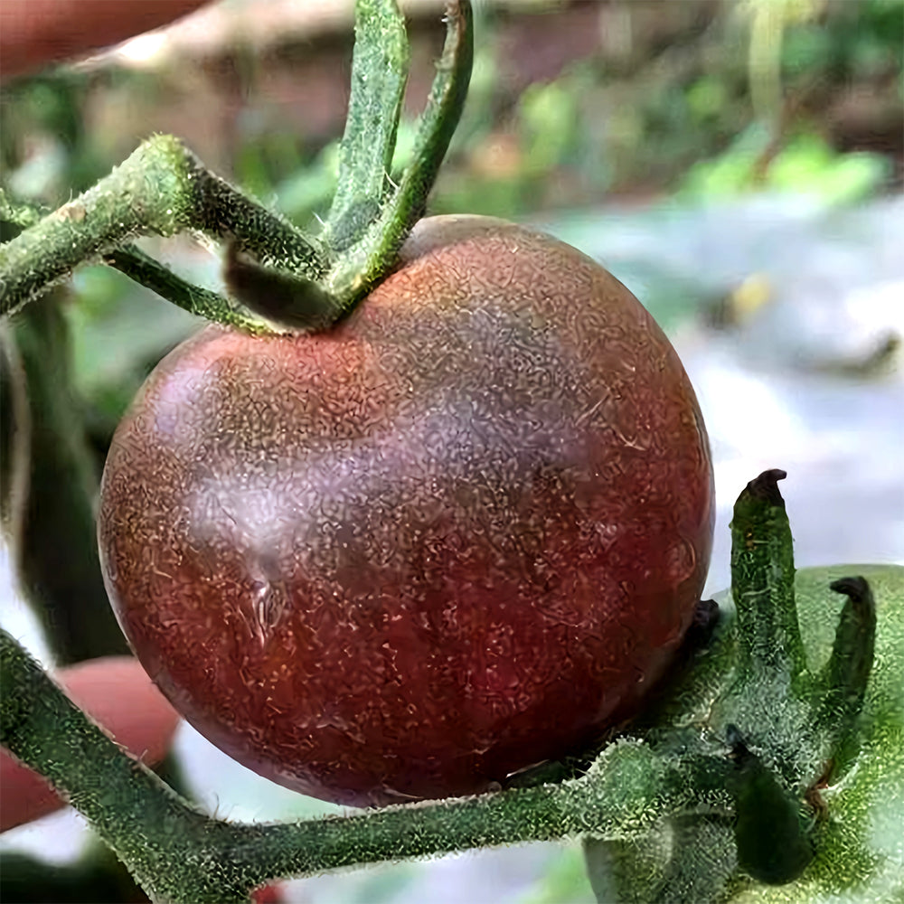Cultivate Curiosity: 5 Bags (100 Seeds / Bag) of 'Daheiren' Black Tomatoes