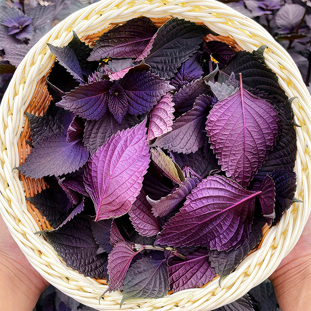 Exquisite Purple Shiso Seeds - Versatile Edible Spice